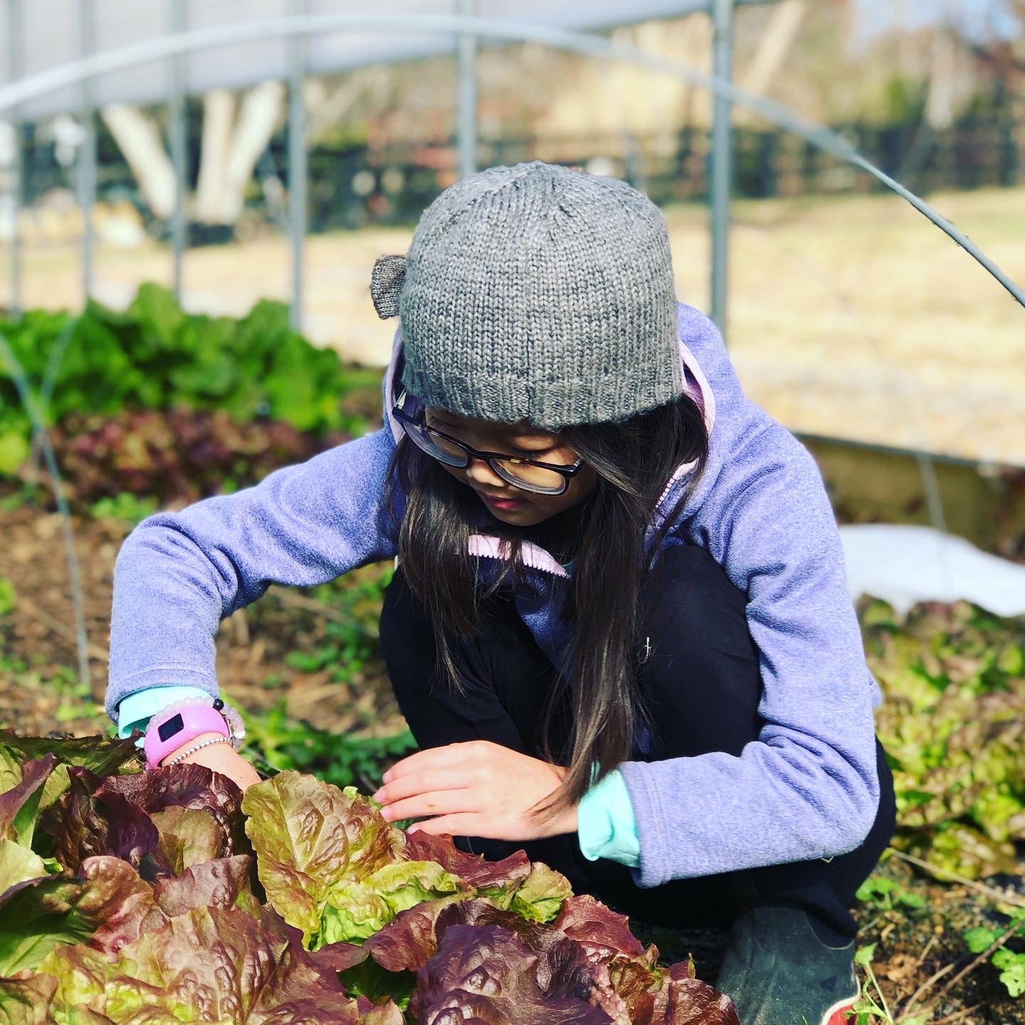 The farmer's daughter examining a big head of lettuce in the winter greenhouse