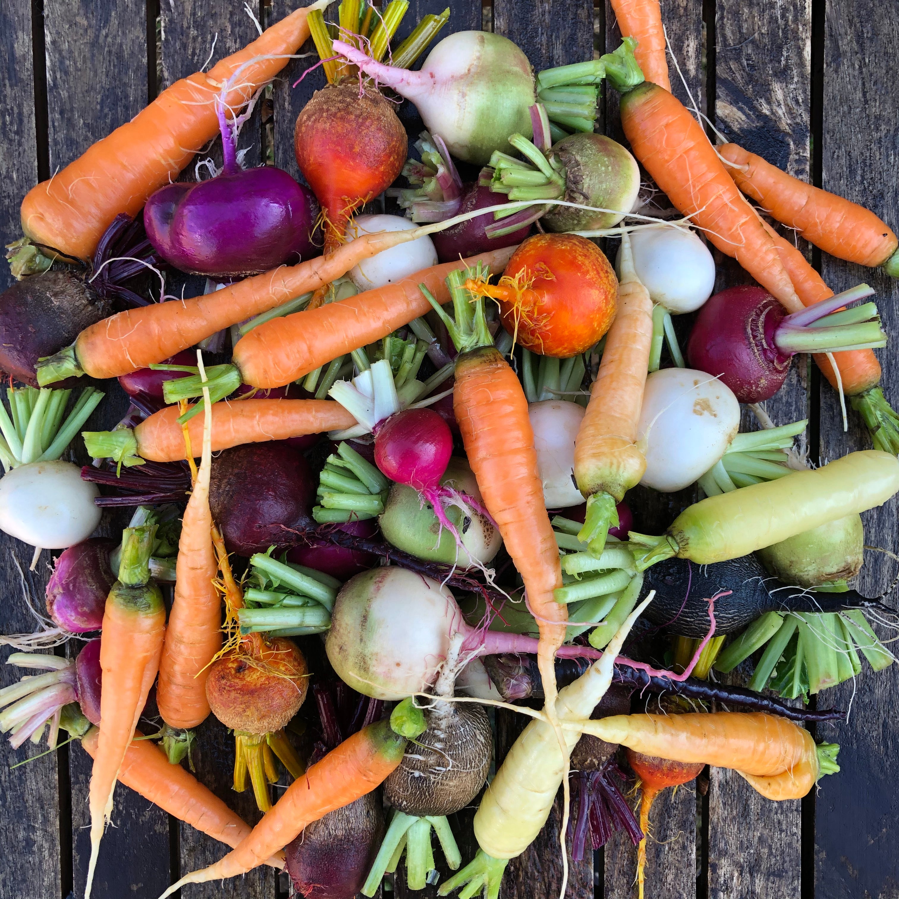 Colorful root vegetable collection grown by Red Thread Farm
