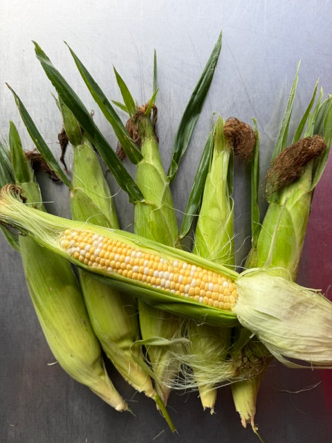 Sweet Corn - COMING SOON!