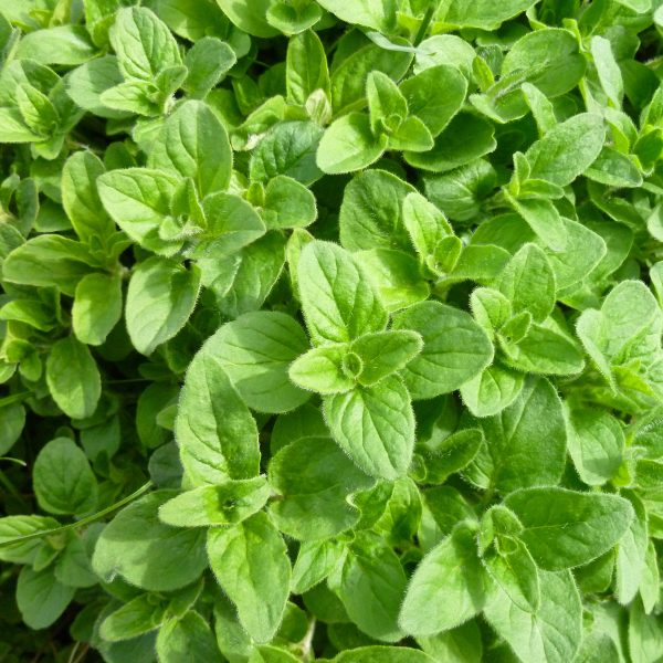 Fresh Oregano