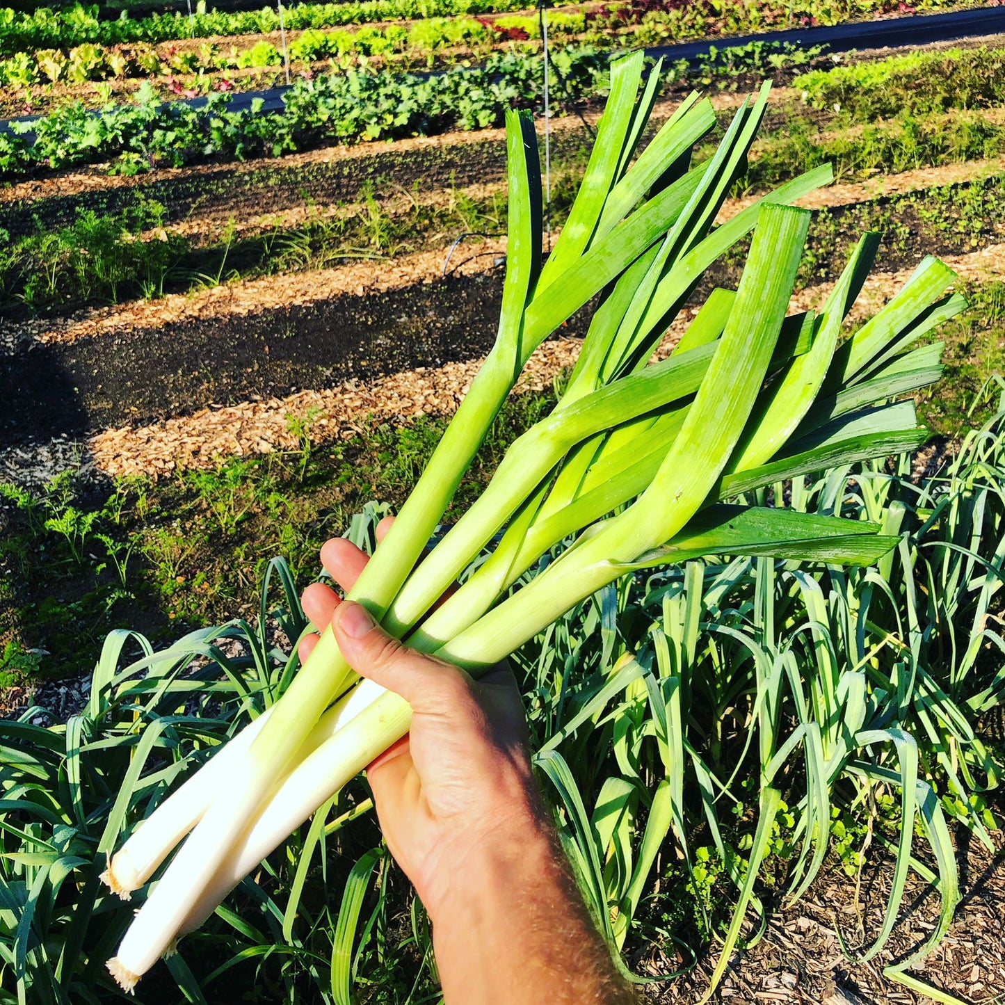 Leeks