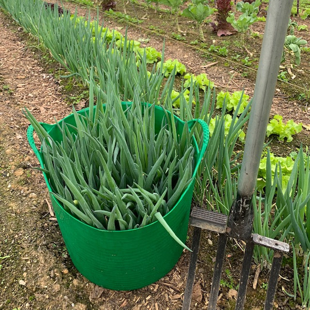 Green Onions (Scallions)