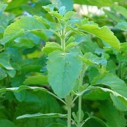 Fresh Tulsi (Holy Basil)