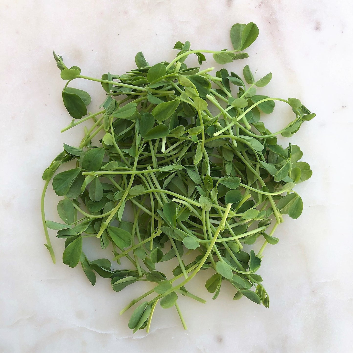 Pea Shoots
