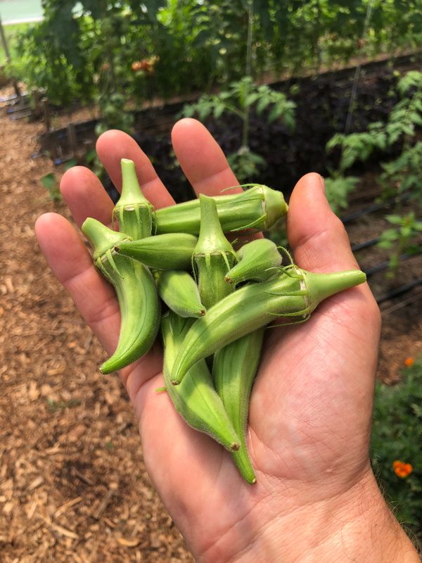 Okra
