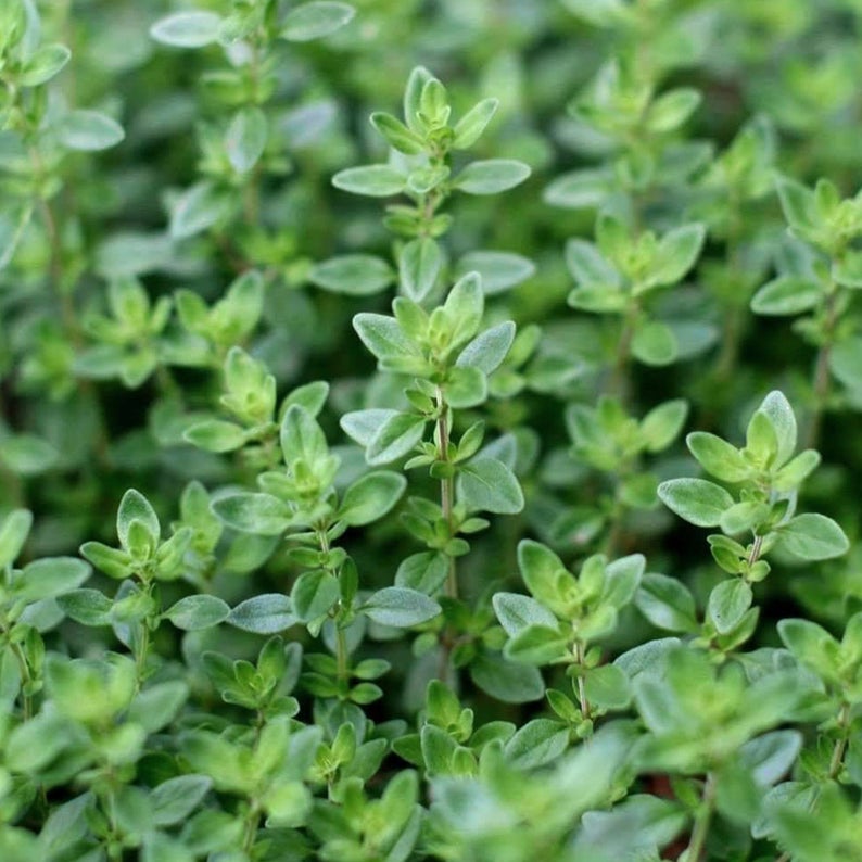 Fresh Thyme