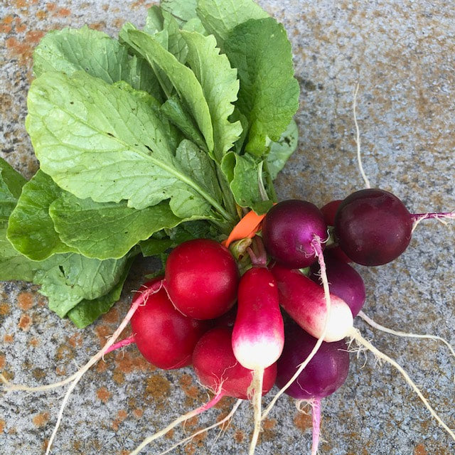 Radishes