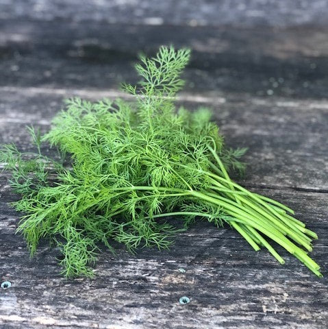 Fresh Baby Dill