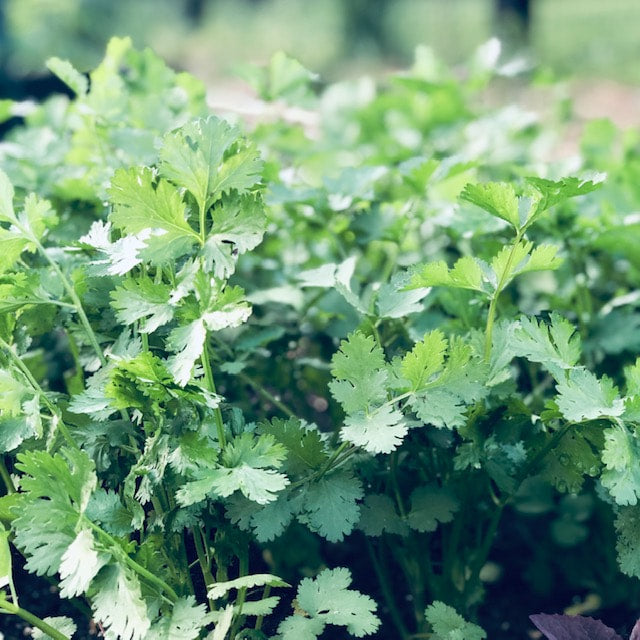 Fresh Cilantro