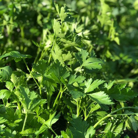 Fresh Parsley