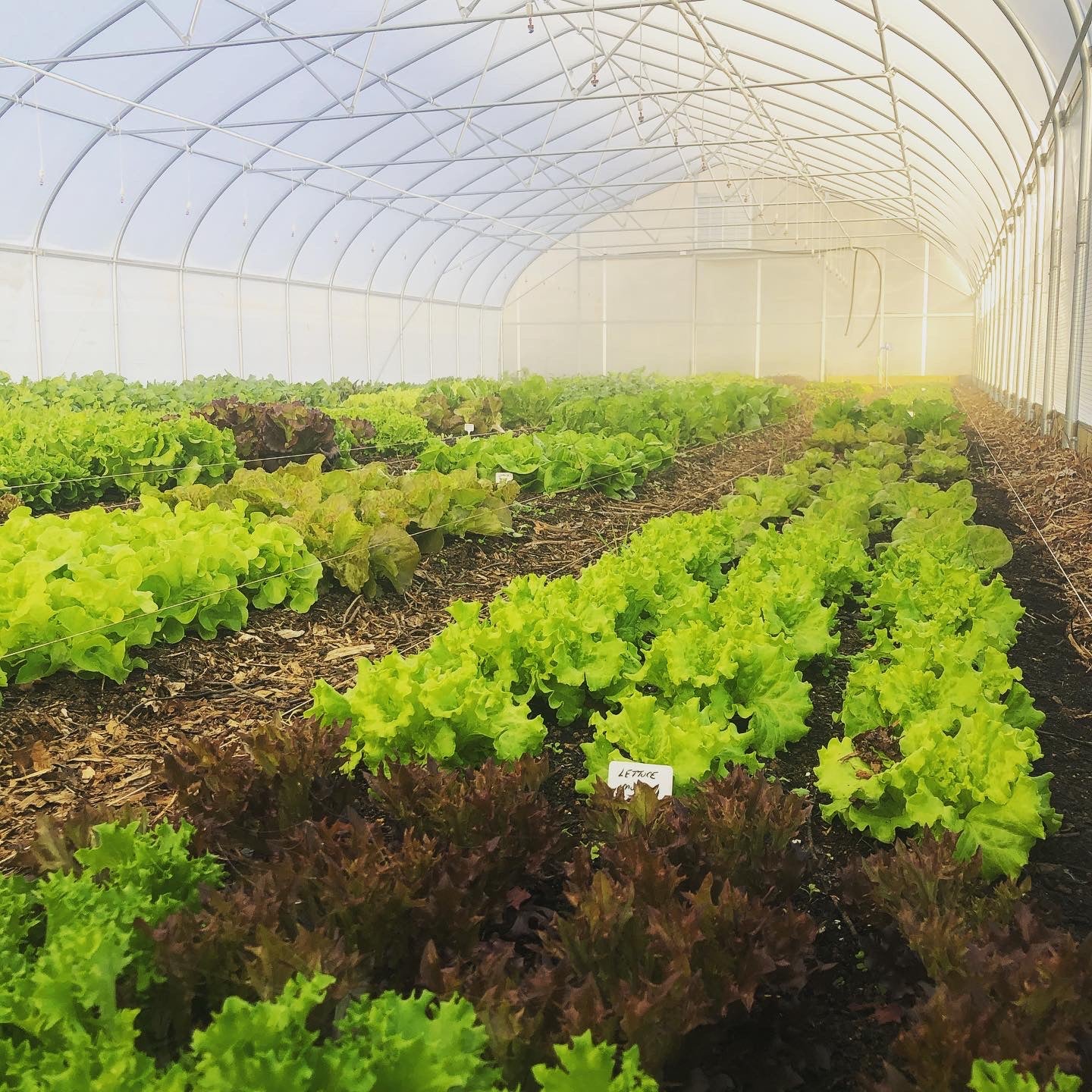 Misty greenhouse full of lettuce