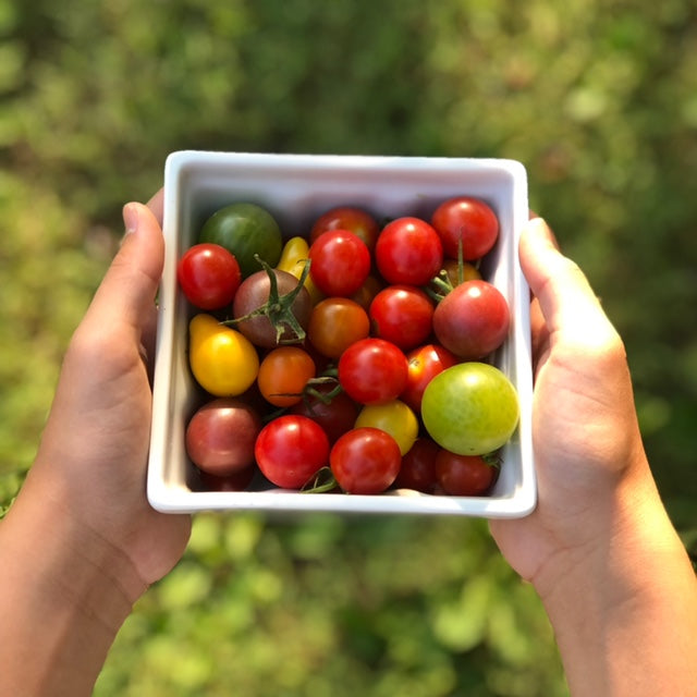 Pint of colorful cherry tomatoes grown by Red Thread Farm