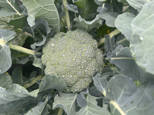 Broccoli