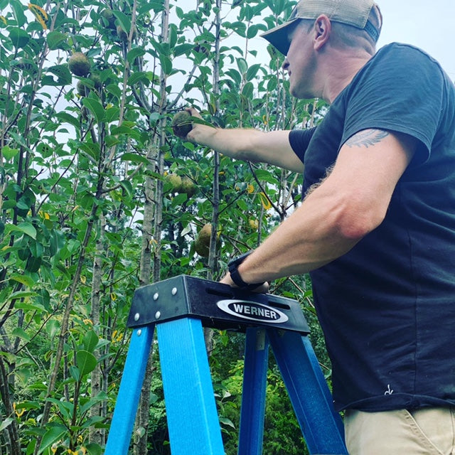 Jeremy Tolley harvesting pears on a ladder