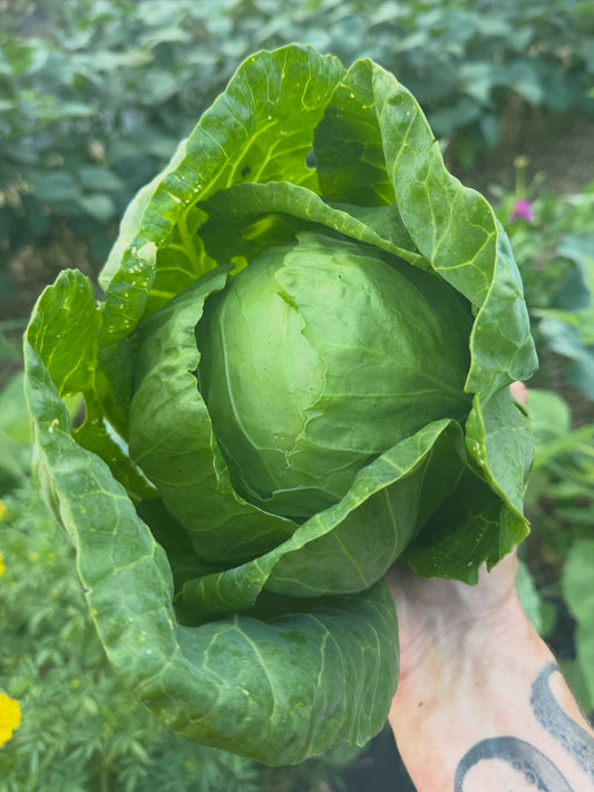 Cabbage