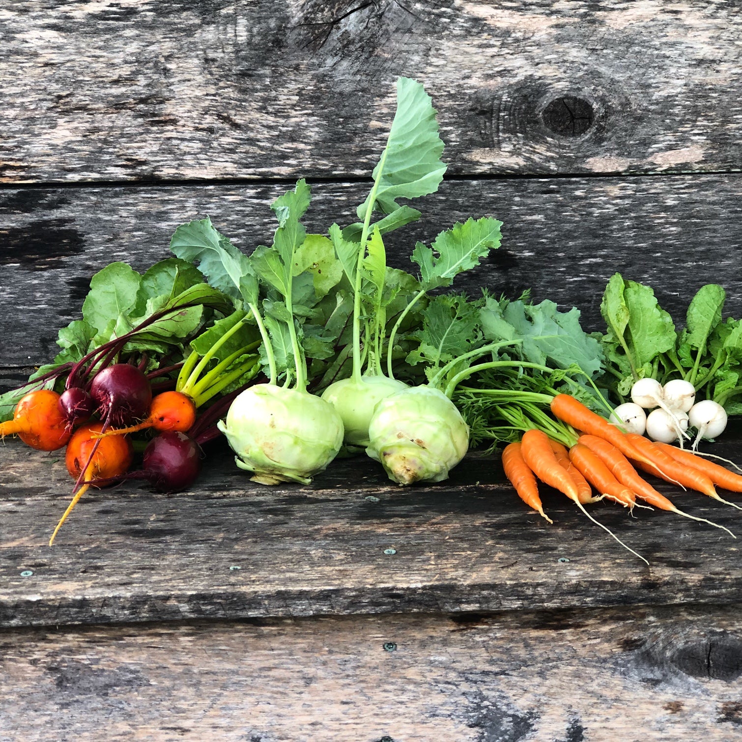 Colorful collection of root vegetables and kohlrabi from Red Thread Farm