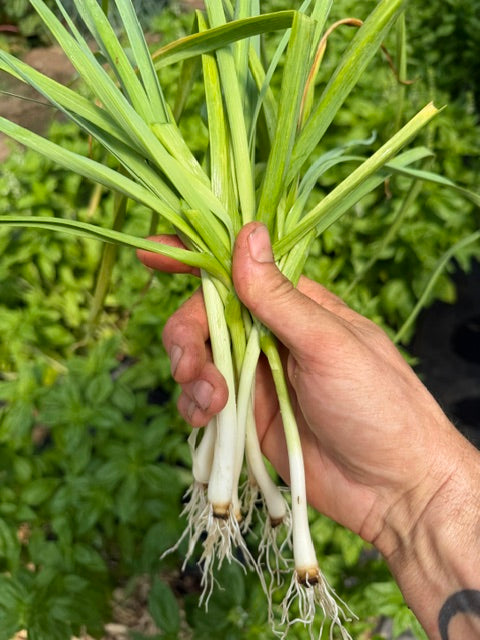 Green Garlic