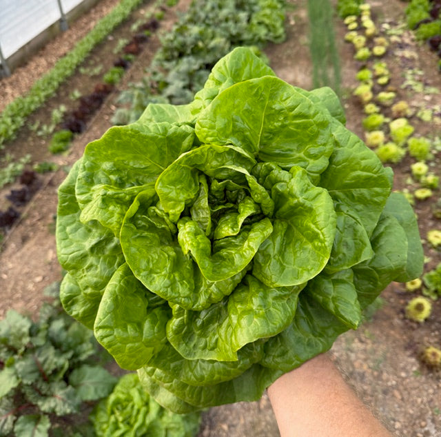 "Grow an Amazing Fall Garden" Workshop | August 15