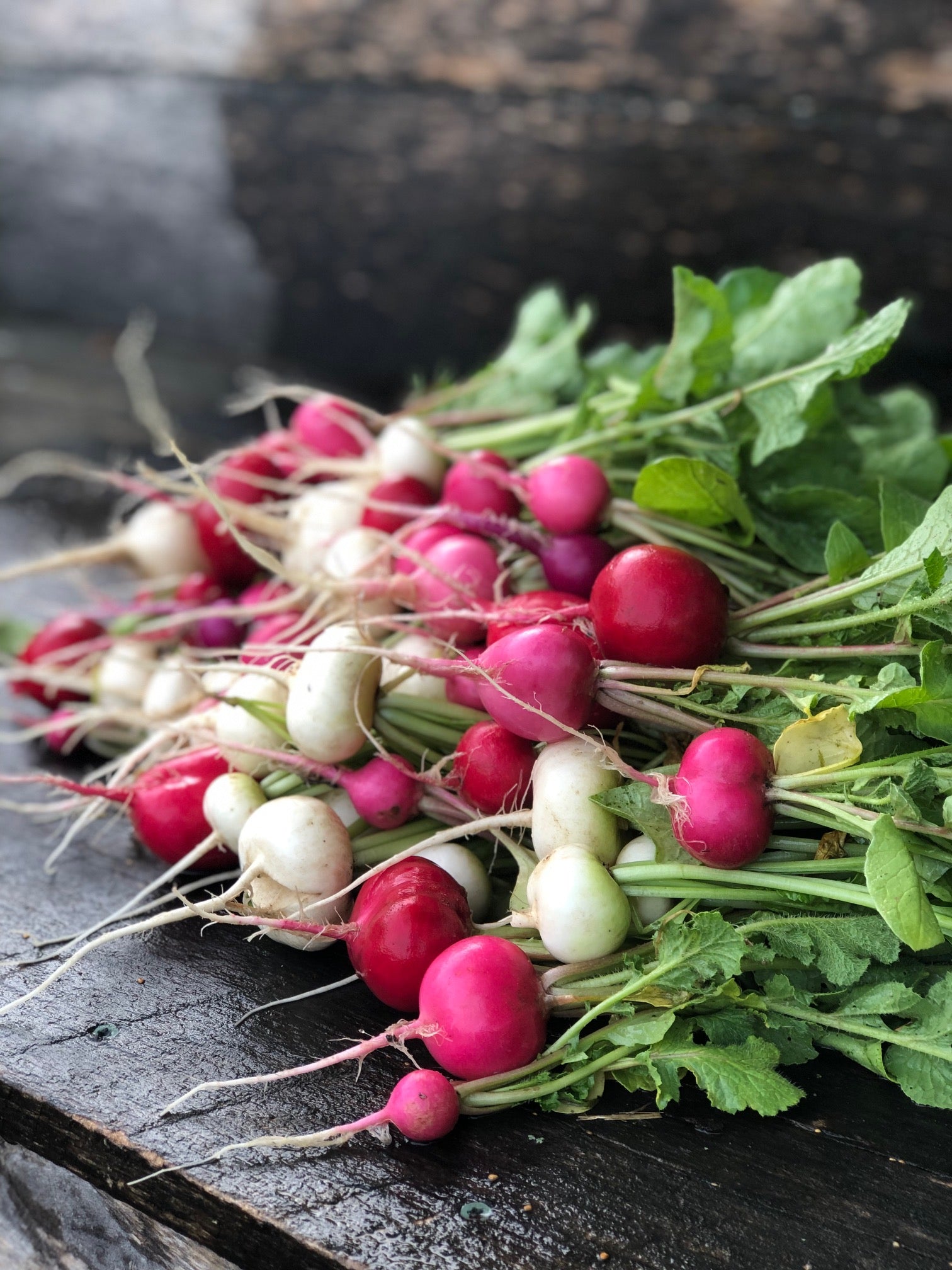 Stack of white, pink and red radishes grown by Red Thread Farm