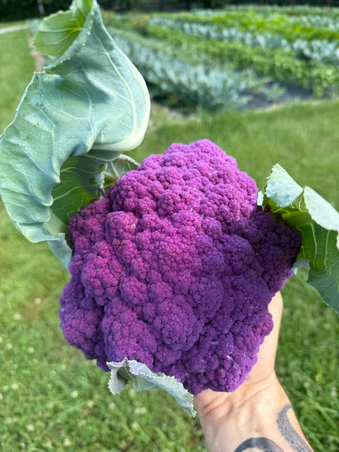 Cauliflower (Mixed Colors)
