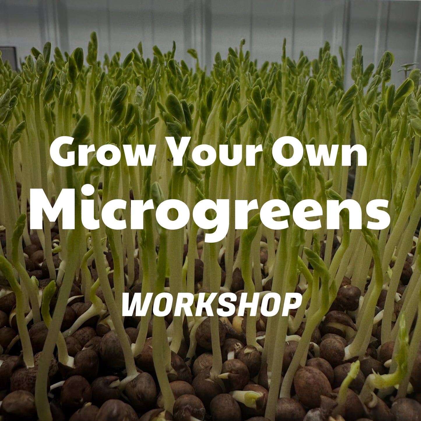"Grow Your Own Microgreens" Workshop | July 25