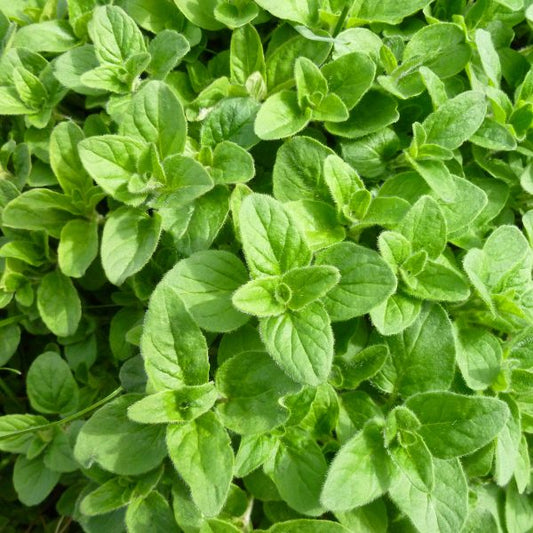 Fresh Oregano