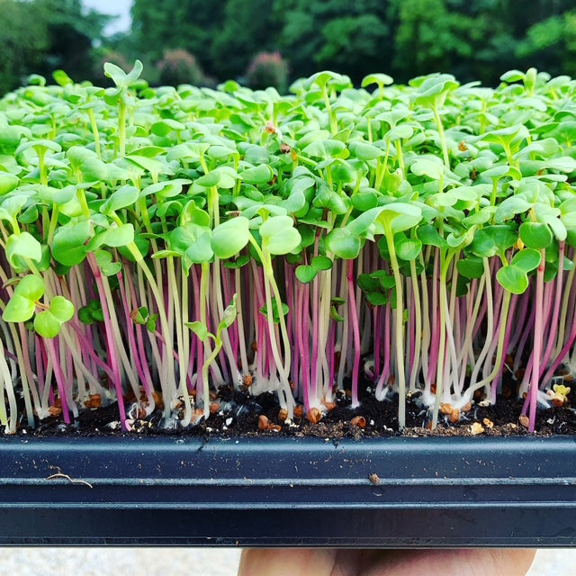 "Grow Your Own Microgreens" Workshop | July 25