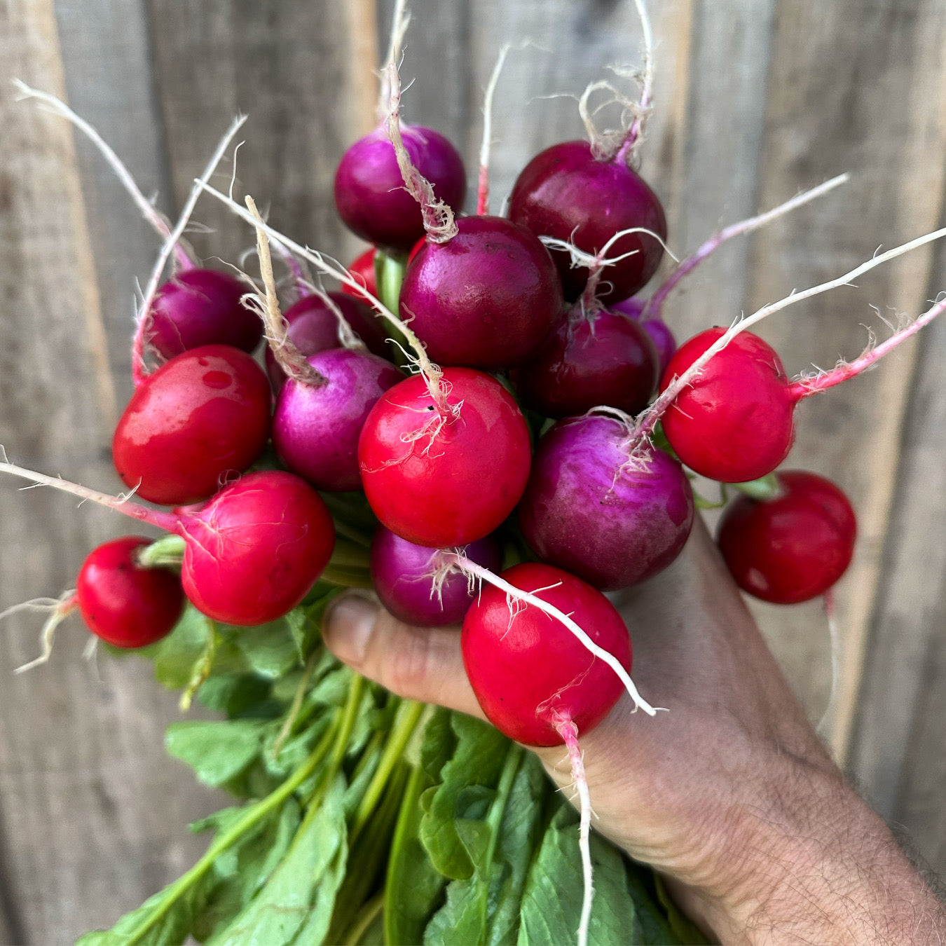 "Grow an Amazing Fall Garden" Workshop | August 15