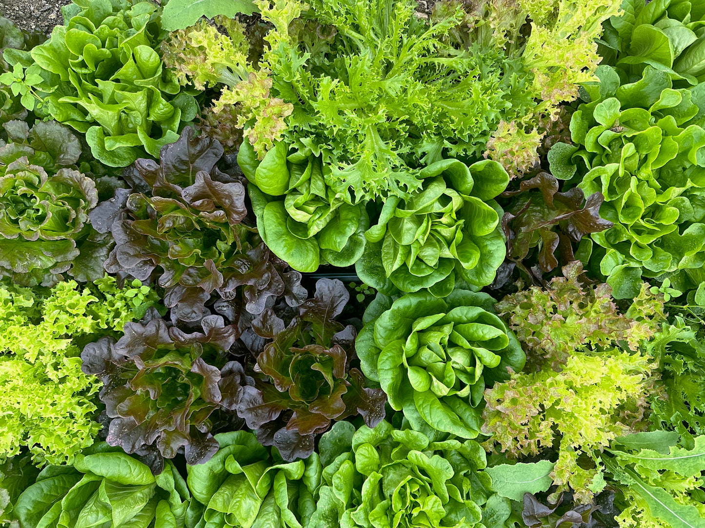 "Grow an Amazing Fall Garden" Workshop | August 15