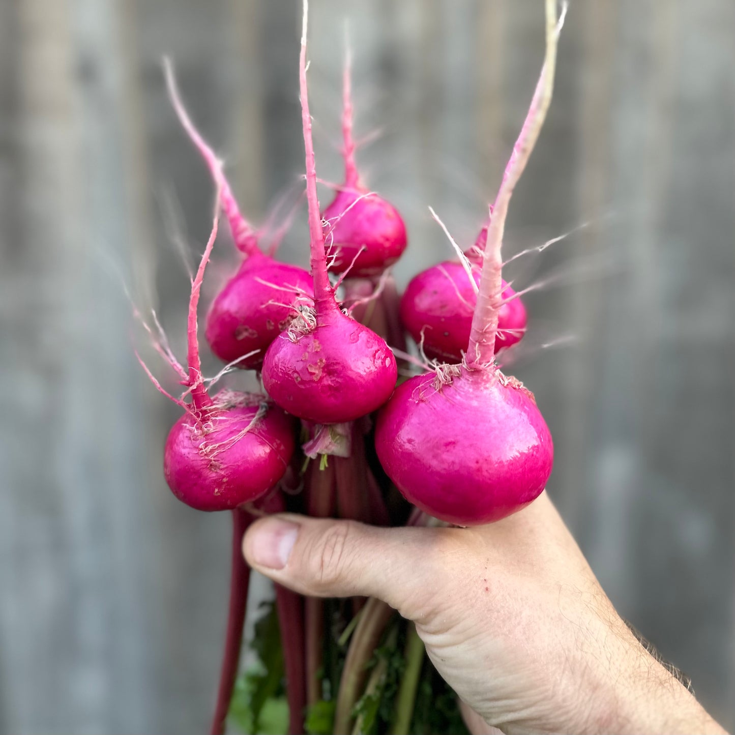 Scarlet Queen Turnips