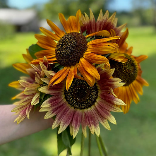 Sunflower Bouquet