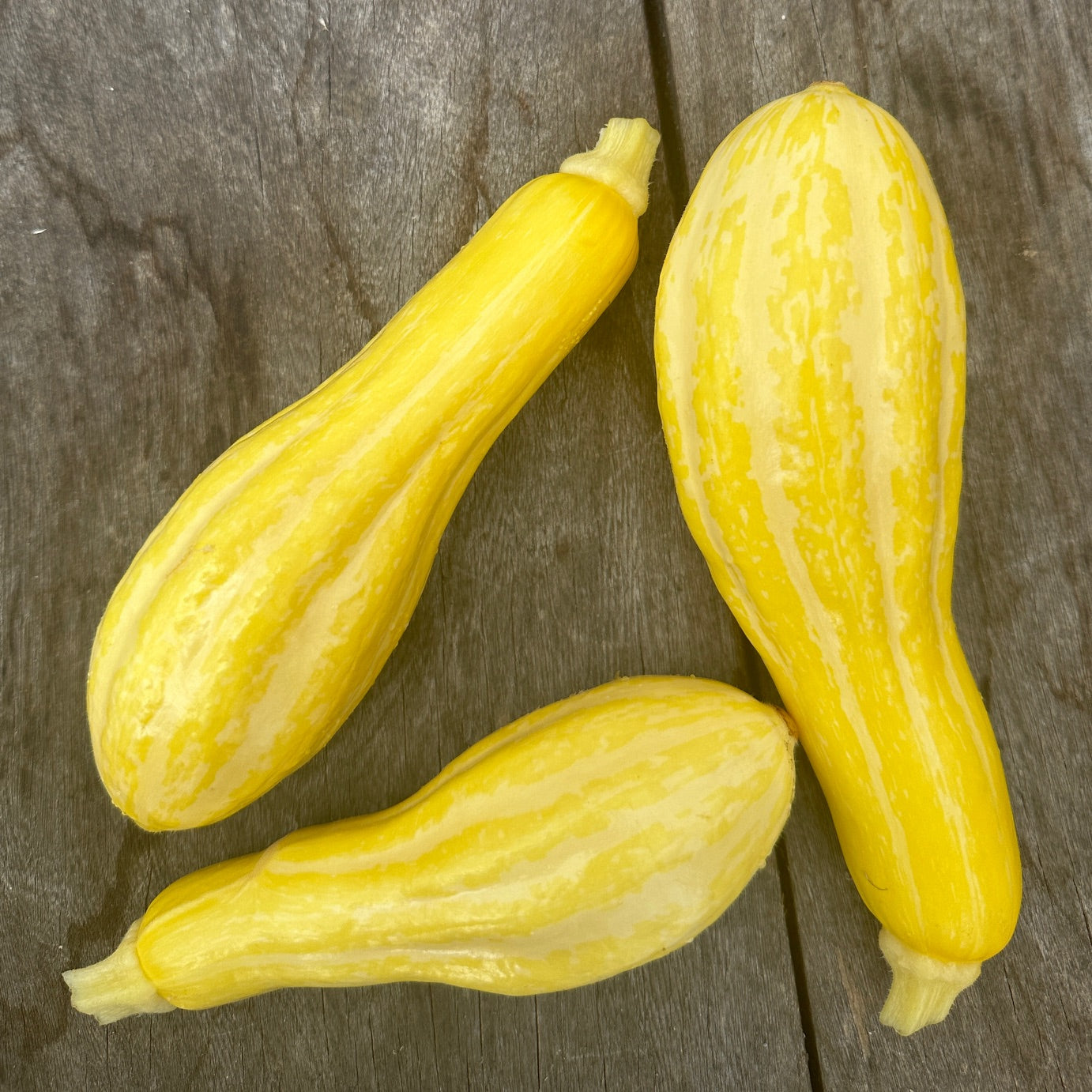 Yellow Summer Squash