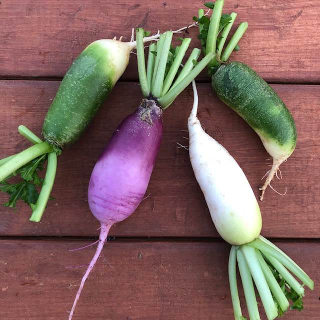 Rainbow Daikon Radishes