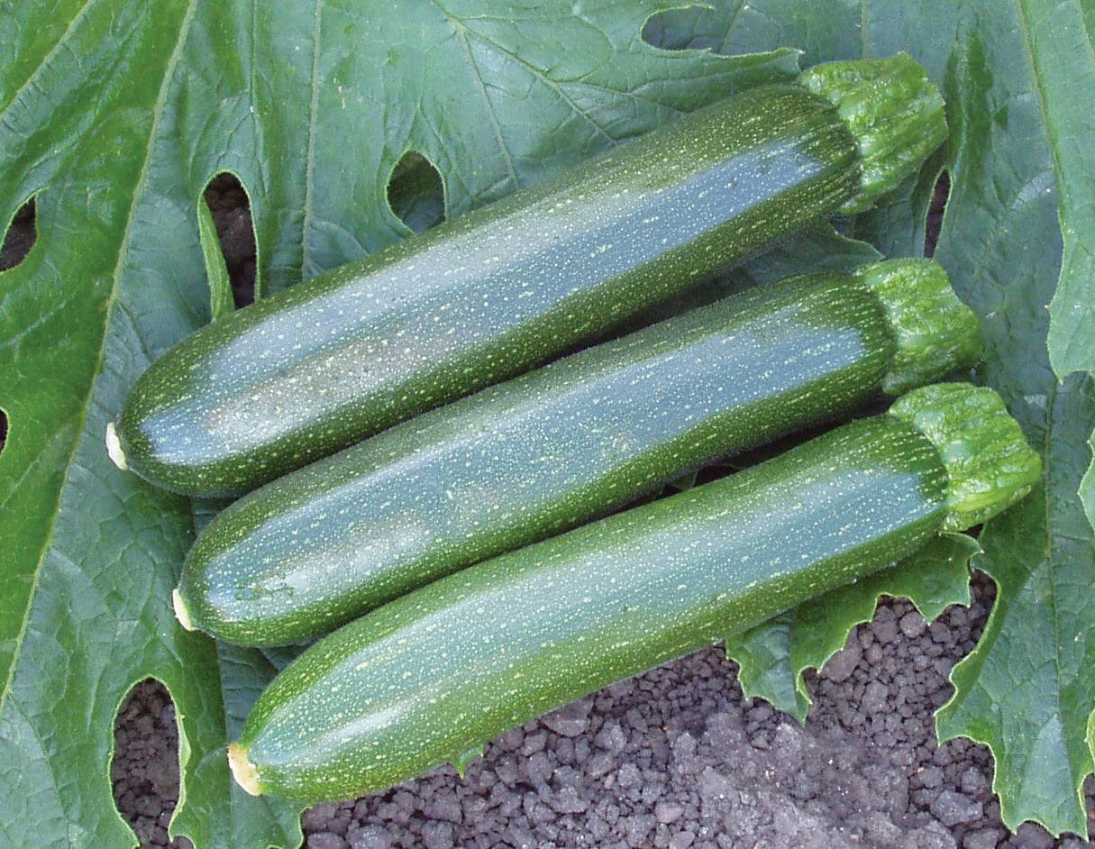 Zucchini