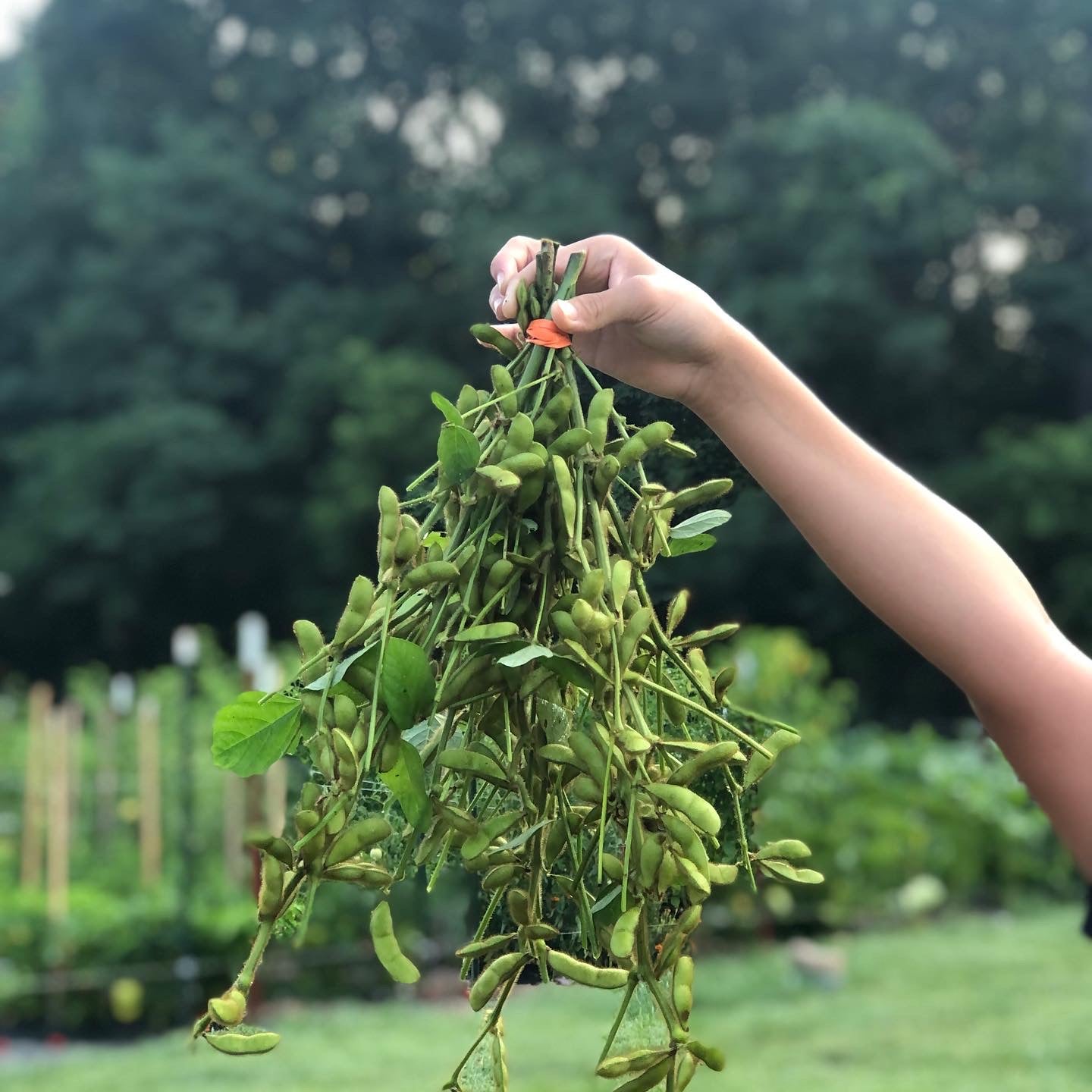 Edamame
