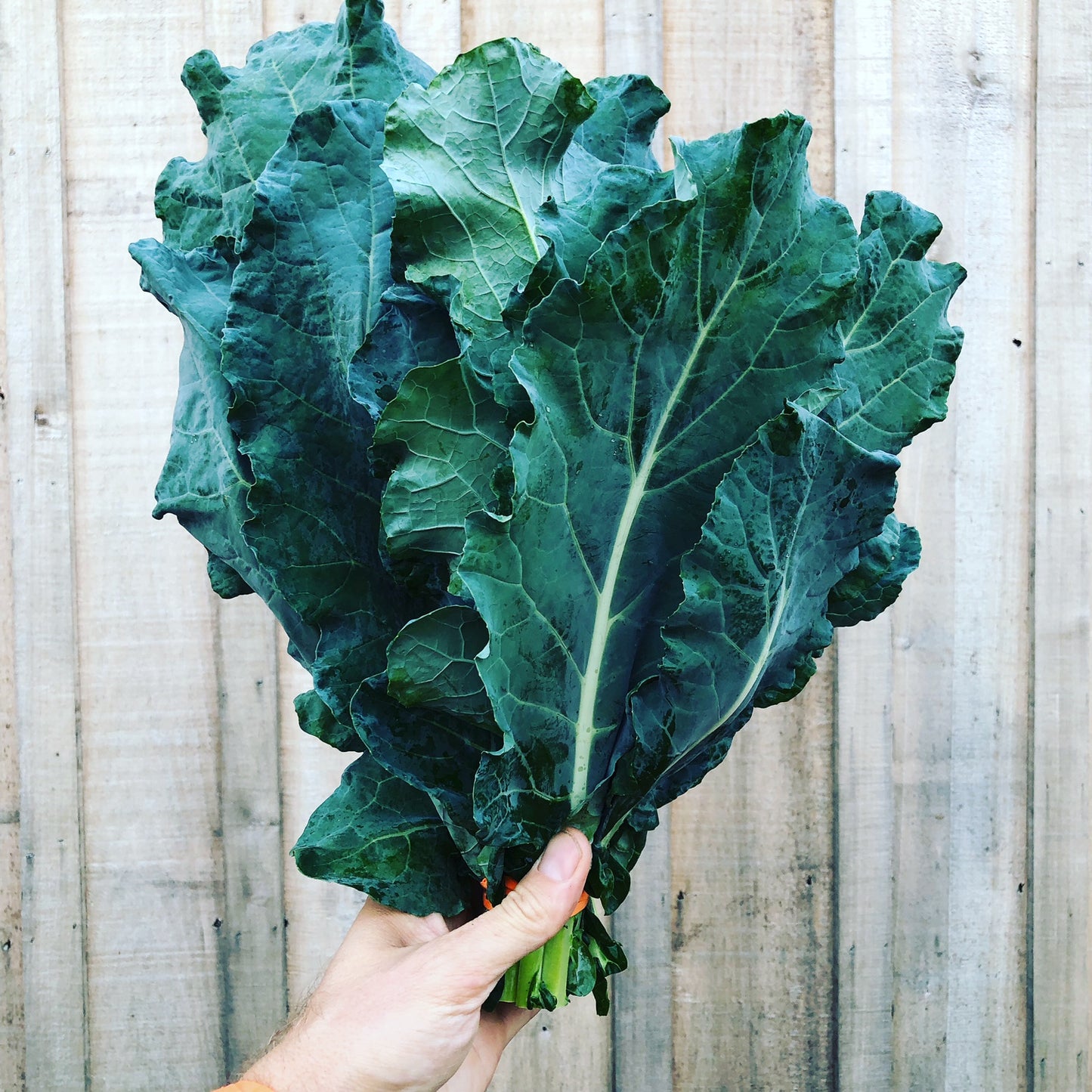 Broccoli Greens