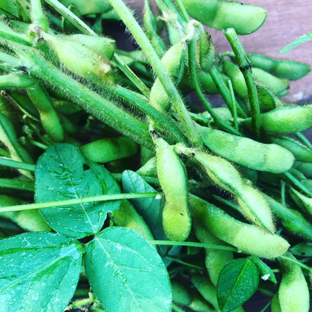 Edamame