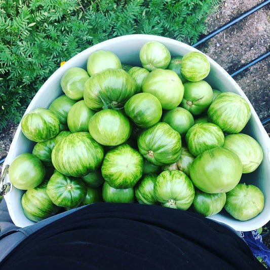 Green Tomatoes