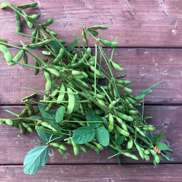 Edamame