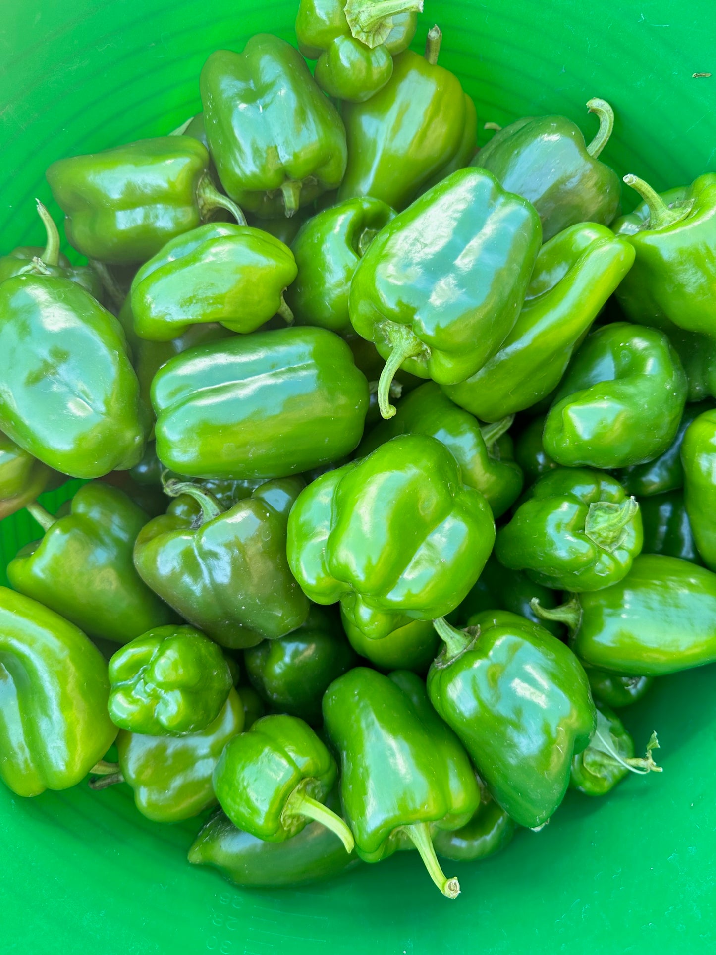 Green Bell Peppers