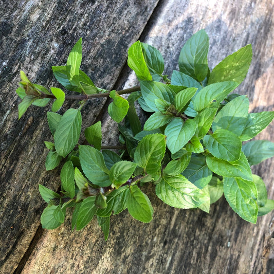 Fresh Chocolate Mint