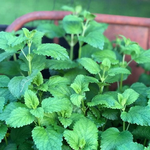 Fresh Lemon Balm