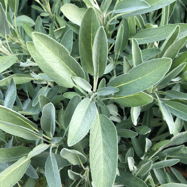Fresh Sage