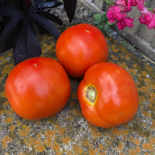 Red Slicing Tomatoes
