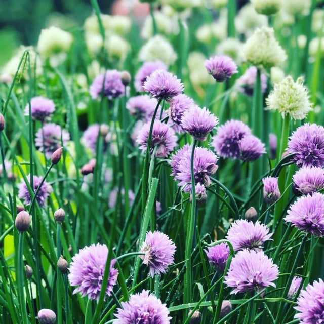 Fresh Chives
