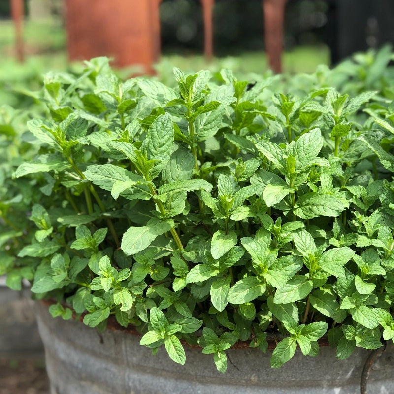 Fresh Mint