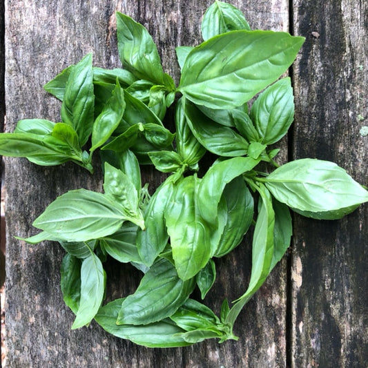 Fresh Italian Basil